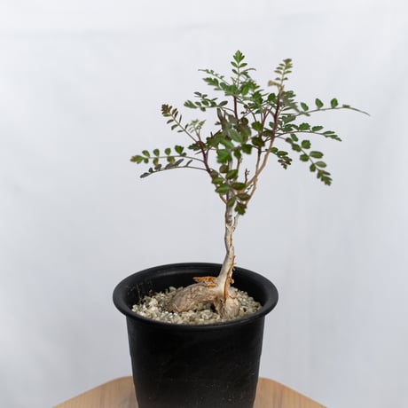 象の木　TOKY鉢付き　実生　白肌系 象の木 TOKY鉢付き 実生 白肌系 TOKY