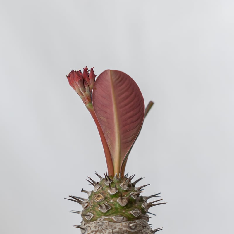 ユーフォルビア パキポディオイデス 美株 Euphorbia pachypodioides 多