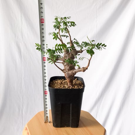 センナ メリディオナリス Senna Meridionalis コーデックス 塊根植物 多肉植物 珍奇植物 静岡 ANTIDOTE 通販 S91