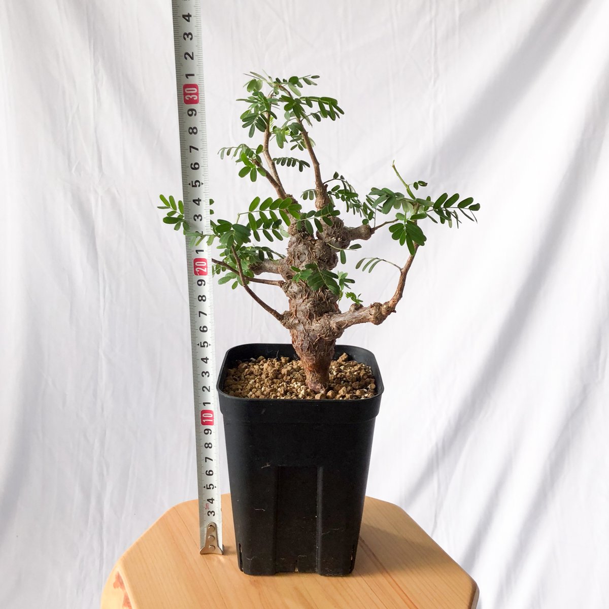 センナ メリディオナリス 4株セット　コーデックス　塊根植物　サボテン y-bonsai_s13291v