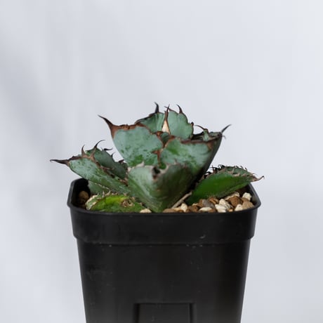 アガベ チタノタ ブラックアンドブルー BB  OC株【発根管理中】Agave titanota Black & Blue 多肉植物 珍奇植物 静岡 ANTIDOTE 通販 S1310