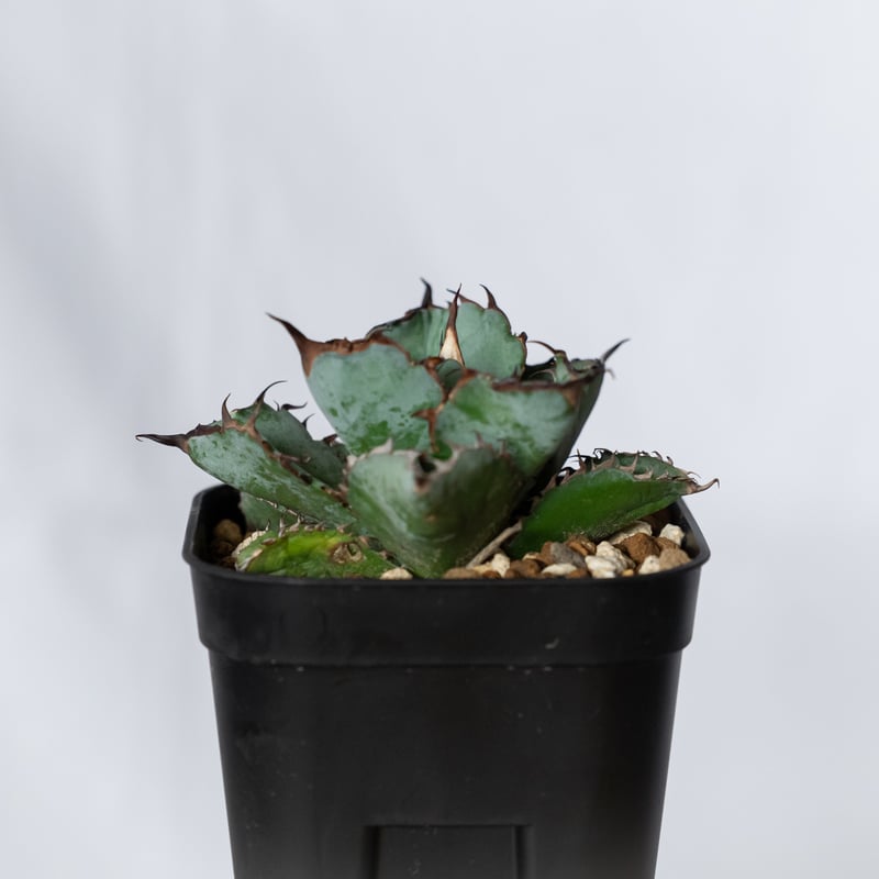 アガベ チタノタ ブラックアンドブルー BB OC株【発根管理中】Agave