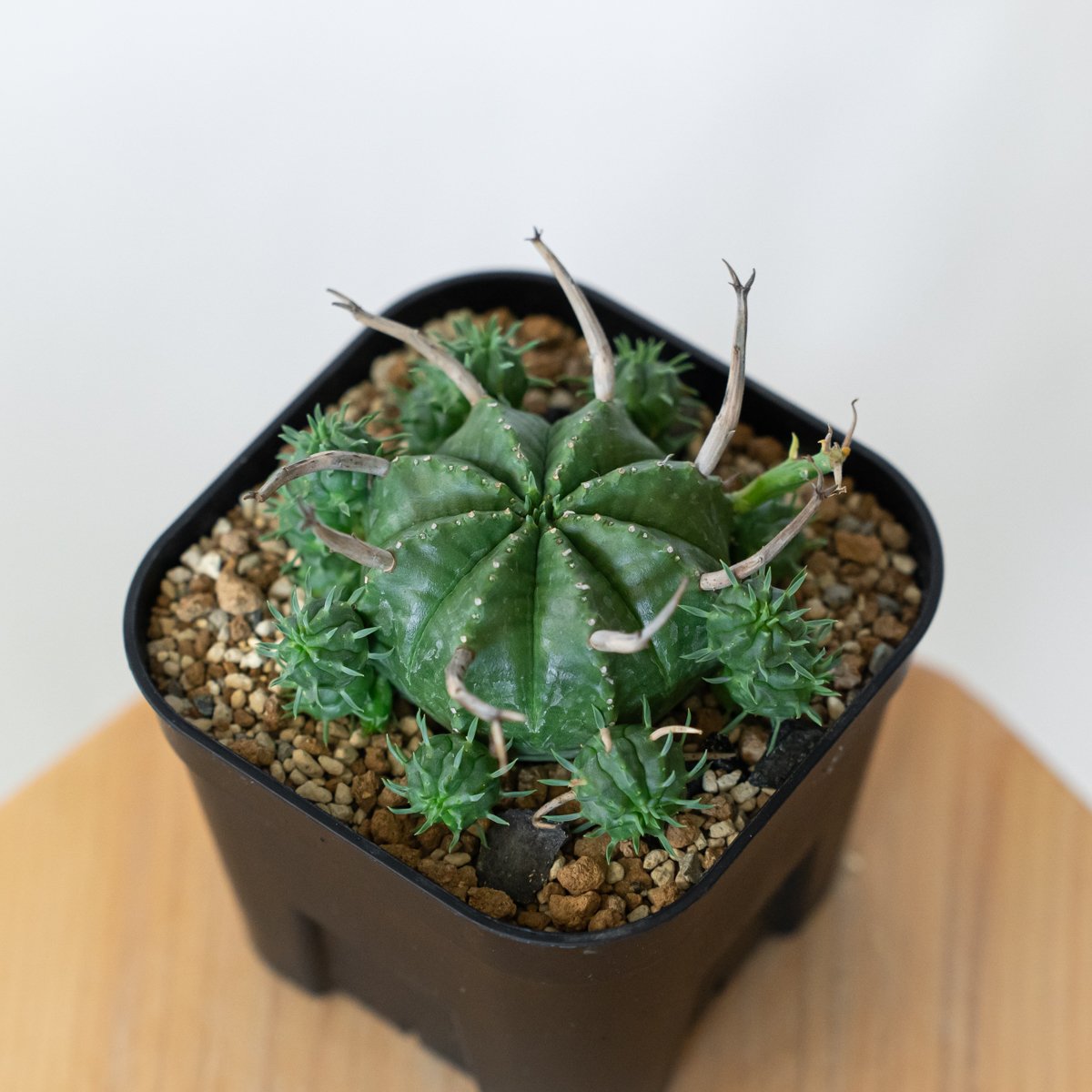 ブラックバリダ×スーパーバリダ　親株　子株付　② ユーフォルビア スーパーバリダ 子株付き 美株 実生 Euphorbia super