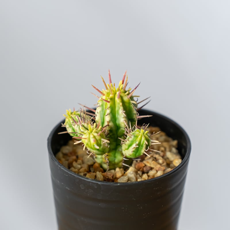 ユーフォルビア 紅彩閣錦 エノプラ 斑入り Euphorbia enopla 塊根植物