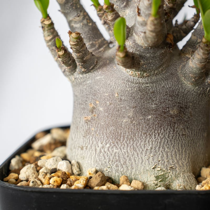 アデニウム アラビカム ブラックスキン【発根管理中】Adenium Arabicum