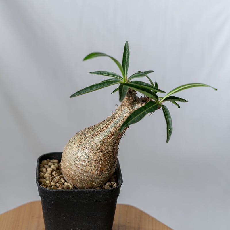 パキポディウム グラキリス pachypodhium Gracilius 塊根植物