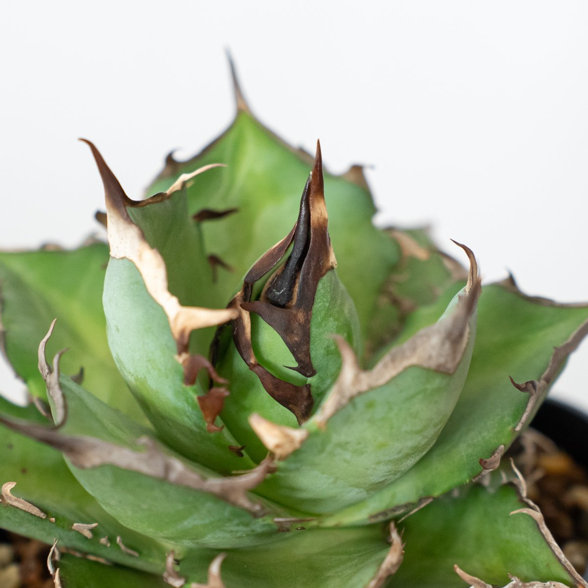 アガベ チタノタ ハデス OC株 美株 agave titanota hades 多肉植物 珍