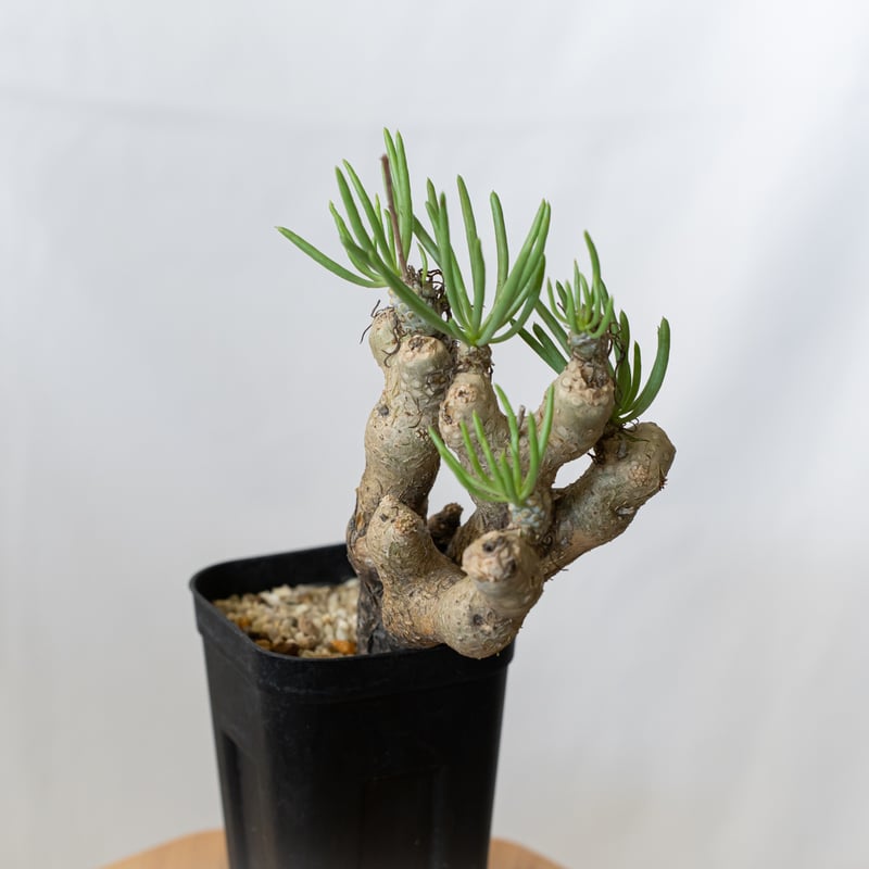 チレコドン ルブロベノーサス Tylecodon rubrovenosus コーデックス