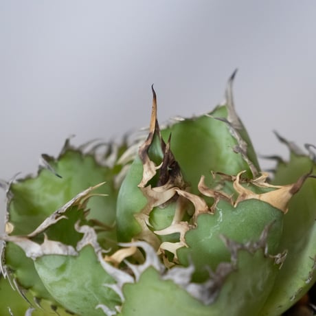 アガベ チタノタ フィリグリー OC株 agave titanota filigree 多肉植物 珍奇植物 静岡 ANTIDOTE 通販 S1062