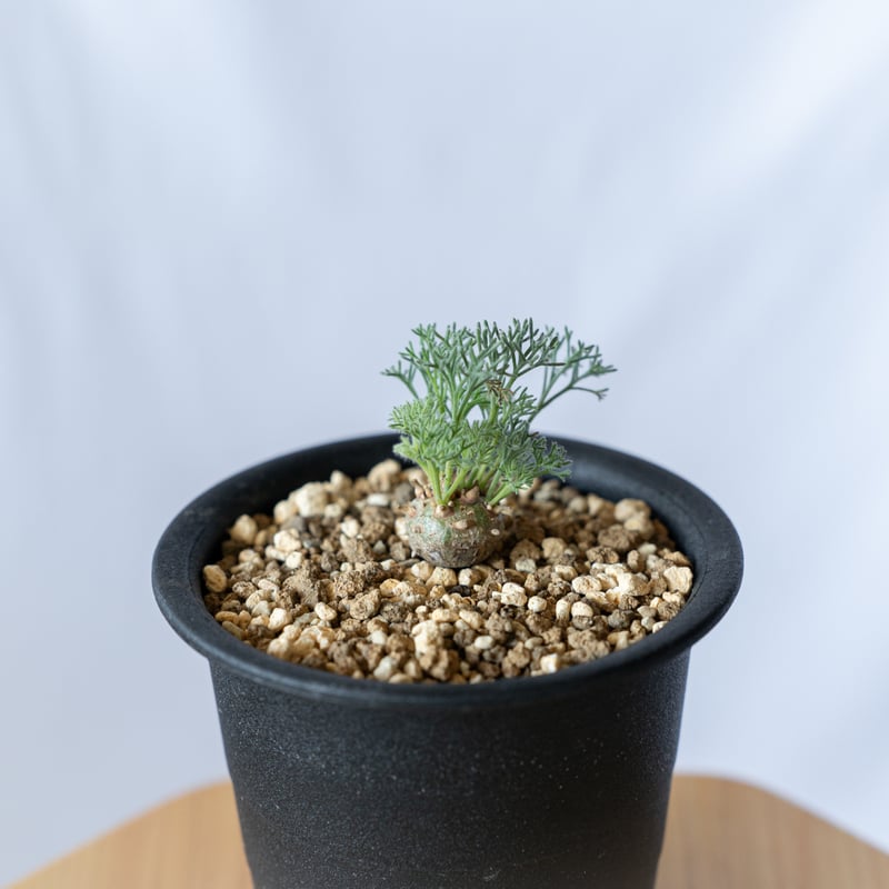 モンソニア ペニクリナム Monsonia peniculinum サルコカウロン