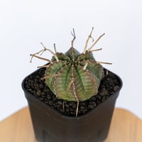 ユーフォルビア バリダ Euphorbia super valida 多肉植物 珍奇植物 ANTIDOTE 静岡 通販 S1145