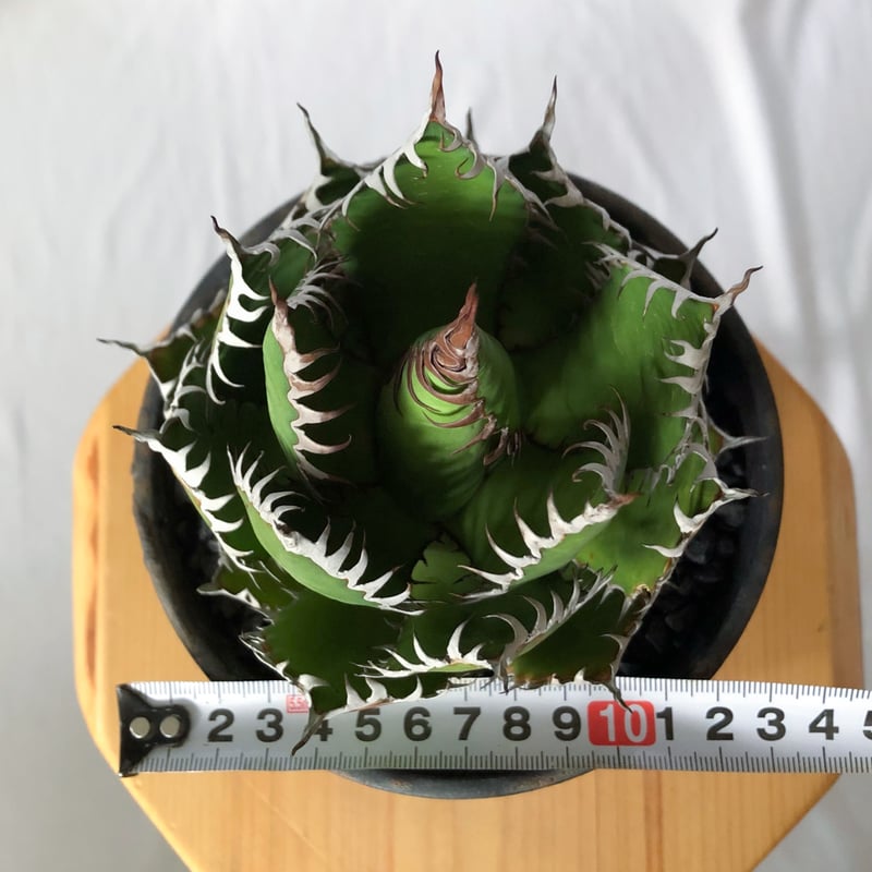 アガベ ホリダ 鉢セット OC株【発根管理中】Agave horrida 多肉植物