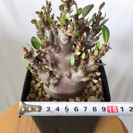 アデニウム アラビカム ブラックスキン Adenium Arabicum Black Skin 塊根植物 コーデックス 珍奇植物 多肉植物 静岡 ANTIDOTE 通販 S1427