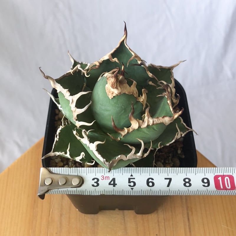 Jose アガベ チタノタ スーパーシーザー 発根管理中！ アガベ チタノタ シーザー OC株【発根管理中】Agave titanota Caesar 多