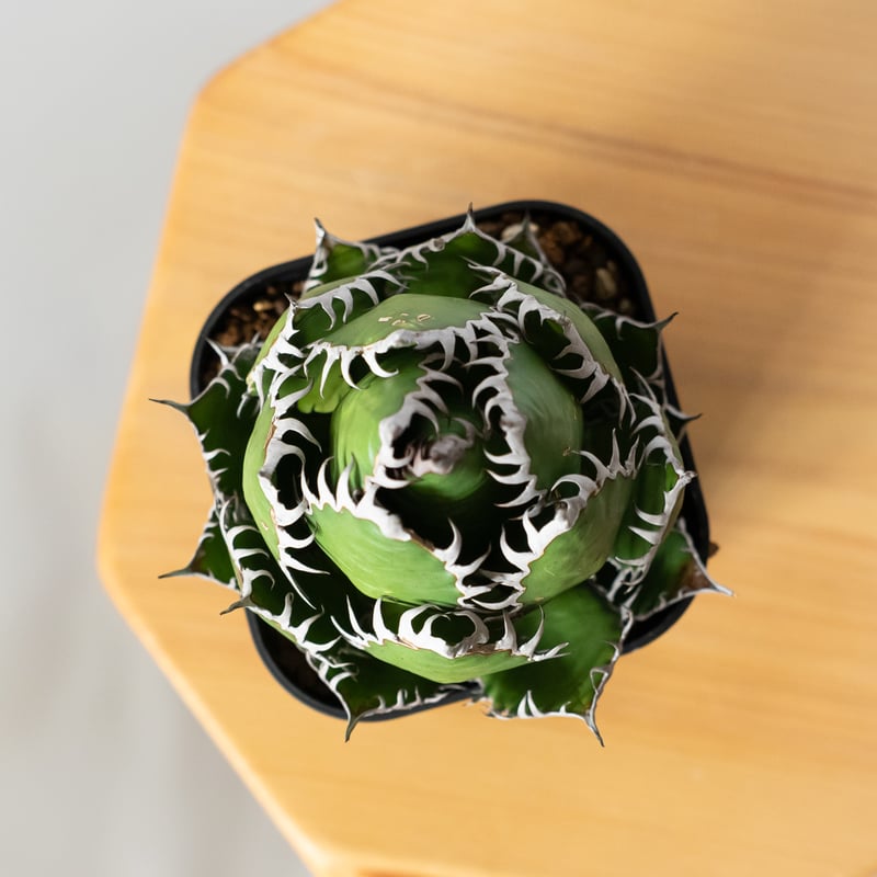アガベ ホリダ 美株 【発根管理中】OC株 Agave horrida 多肉植物 珍奇