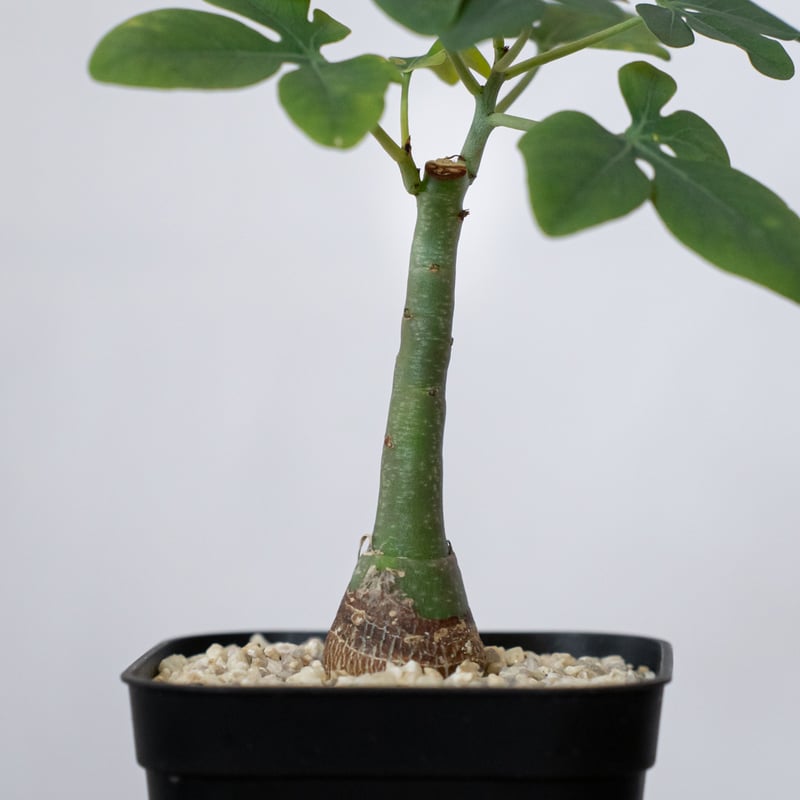 【実生】【斑入り】アデニア グラウカ ☆特価☆コーデックス：アデニア グラウカ 5個セット*塊根幅1cm