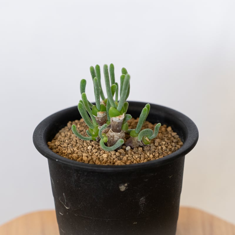 モニラリア モニリフォルミス 実生 Monilaria moniliformis 塊根植物 コ