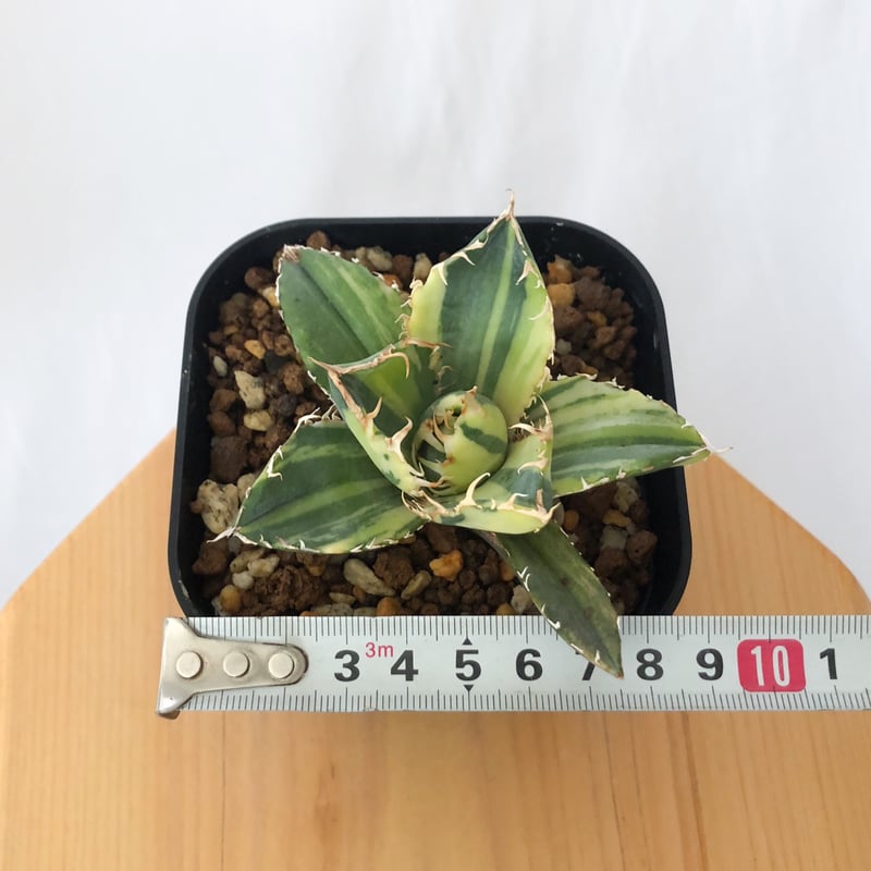 アガベ チタノタ 白鯨 縞斑 【発根管理中】TC株 Agave titanota White