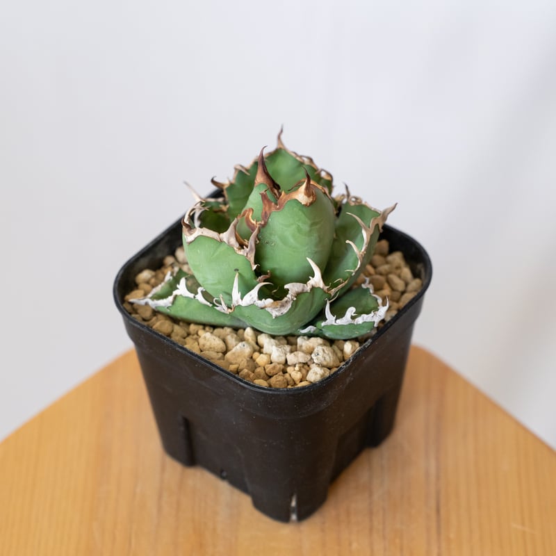 アガベ チタノタ シーザー 美株 OC株 Agave titanota Caesar 多肉植物