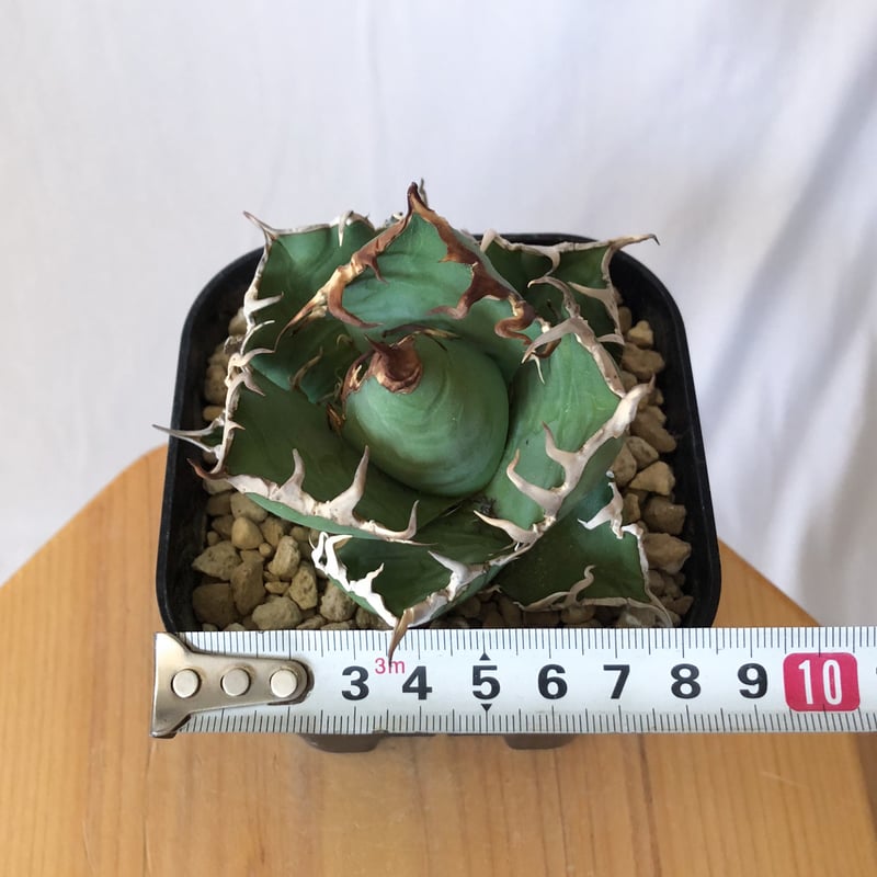 アガベ チタノタ シーザー 美株 OC株 Agave titanota Caesar