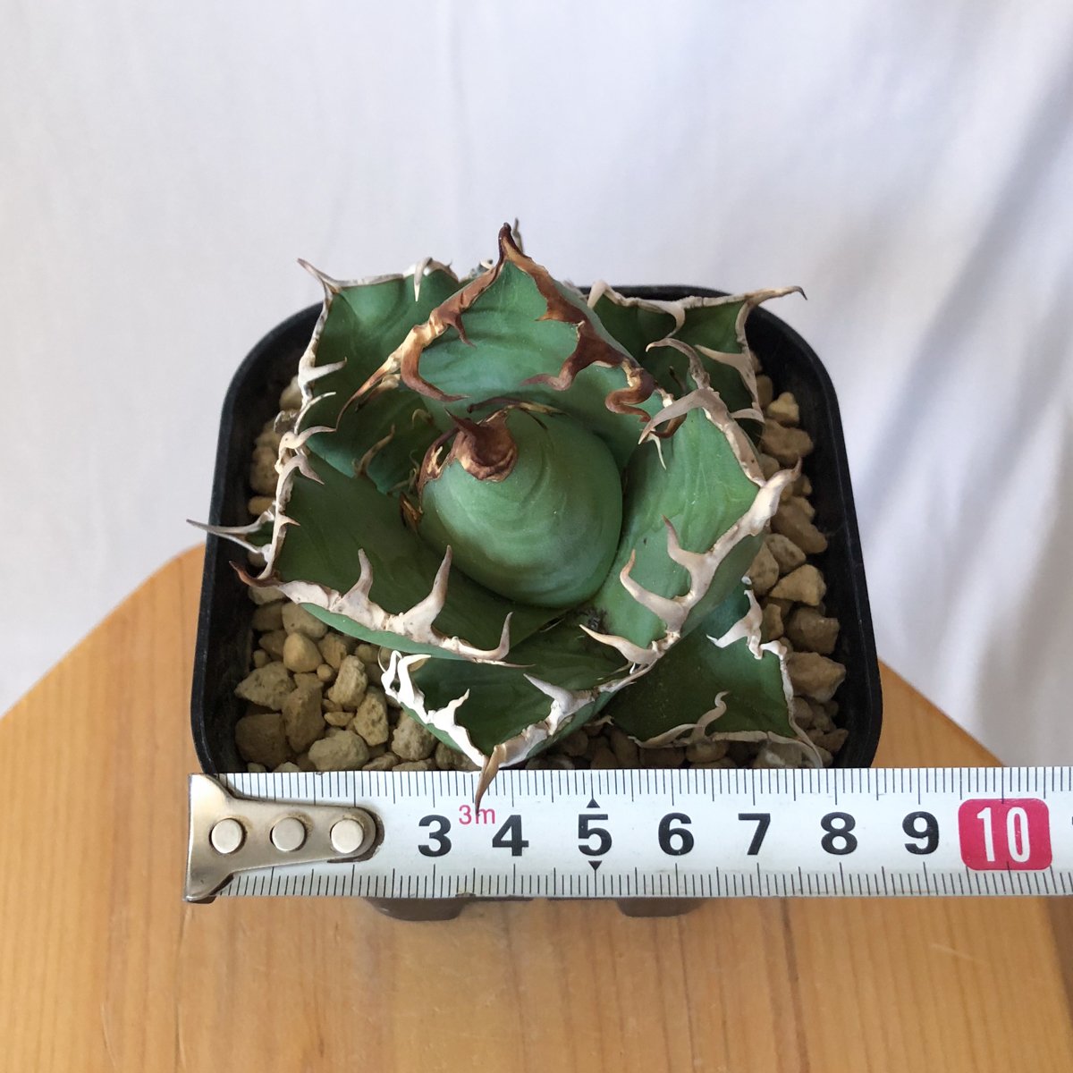 アガベ チタノタ シーザー 美株 OC株 Agave titanota Caesar 多肉植物