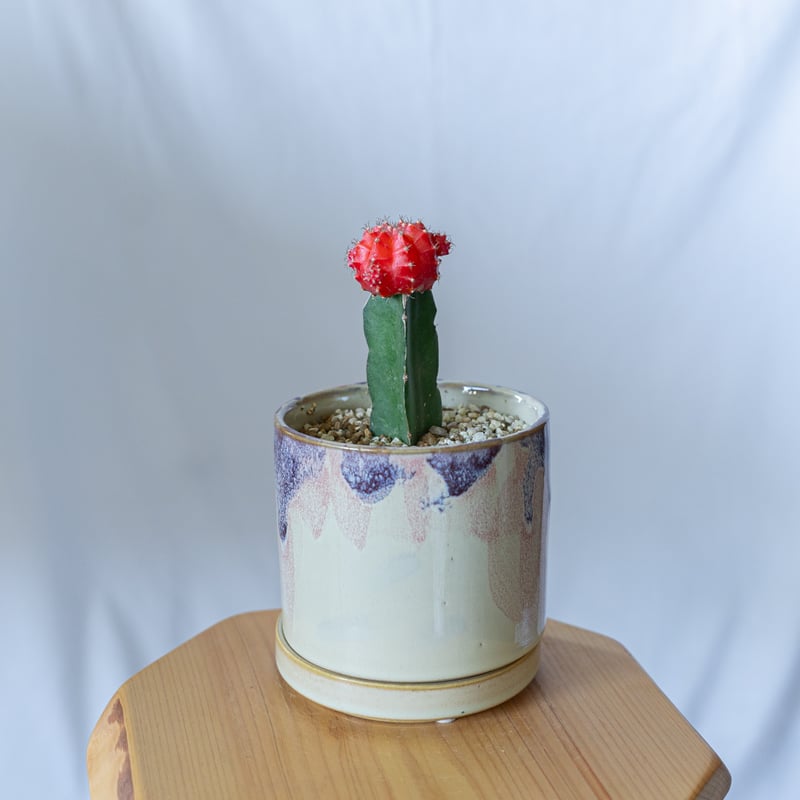 ギムノカリキウム ヒボタン 緋牡丹 鉢セット サボテン 多肉植物 静岡