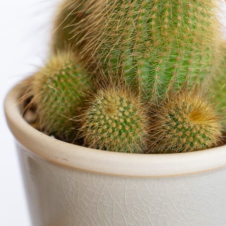 金晃丸 キンコウマル Golden ball cactus サボテン 多肉植物 静岡 ANTIDOTE 通販 S1288