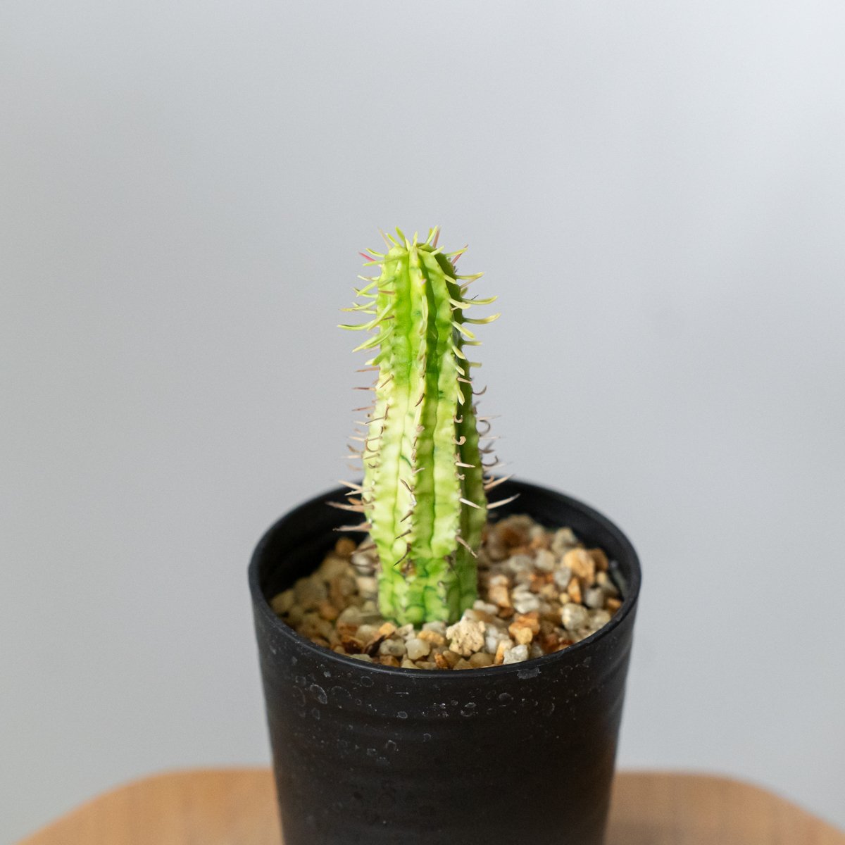 ユーフォルビア 紅彩閣錦 エノプラ 斑入り 実生 Euphorbia enopla 塊根