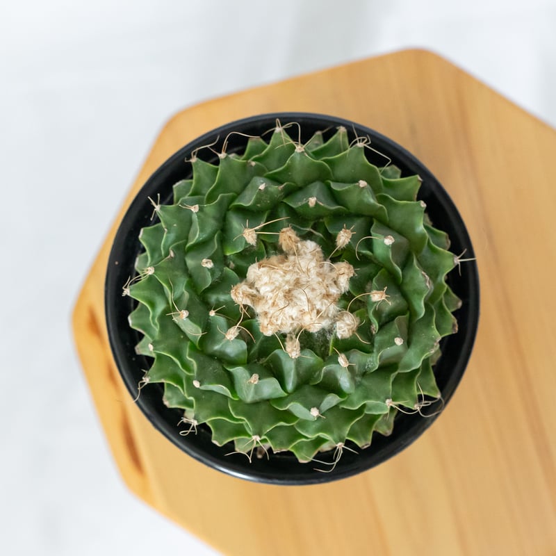 オブレゴニア デニグリー 帝冠 美株 Obregonia denegrii サボテン 多肉