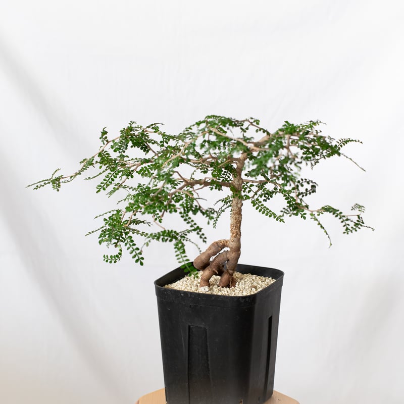 オペルクリカリア パキプス 実生 Operculicarya pachypus 塊根植物 多肉