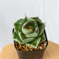 アガベ チタノタ 太陽神 白中斑【発根管理中】TC株 Agave
