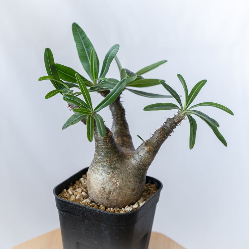 パキポディウム・グラキリス　ドワーフ塊根植物 黒ポット 多枝 パキポディウム グラキリス pachypodhium Gracilius 塊根植物