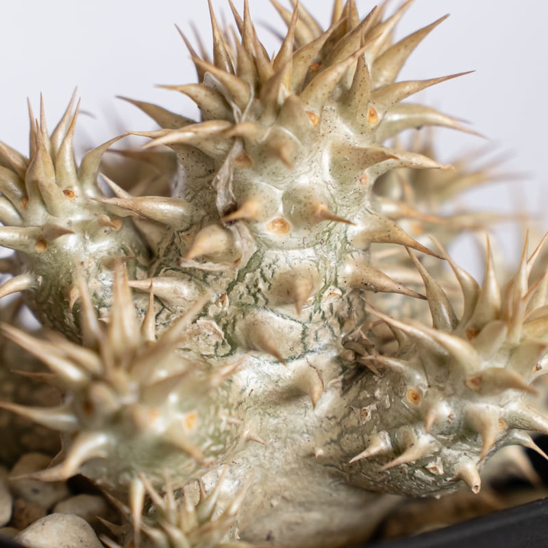 パキポディウム デンシフローラム 実生 シバ女王の玉櫛 Pachypodium