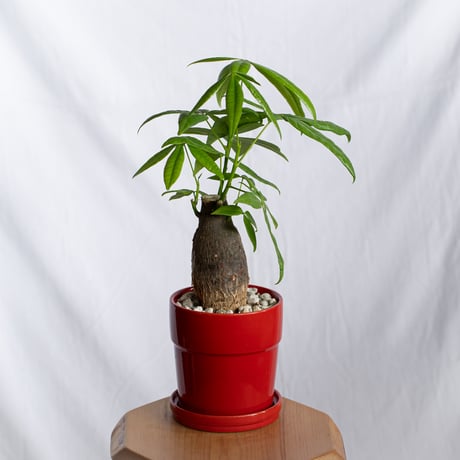 パキラ 鉢セット Pachira Guiana Chestnut 観葉植物 インテリアグリーン 静岡 ANTIDOTE 通販 S1301