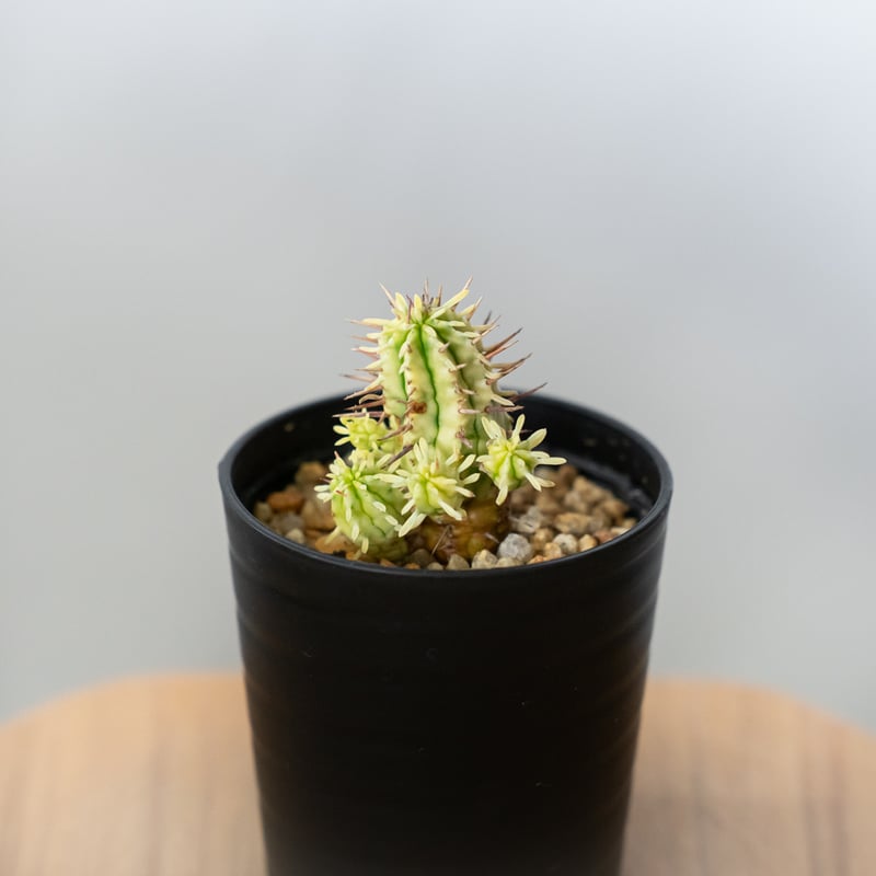 ユーフォルビア 紅彩閣錦 エノプラ 斑入り Euphorbia enopla 塊根植物