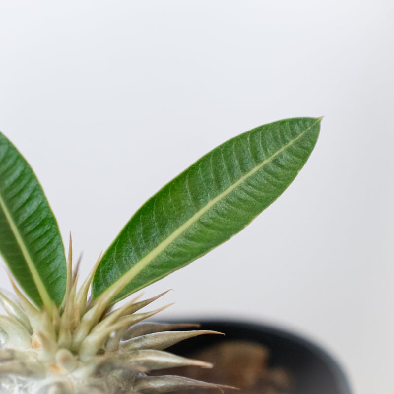 パキポディウム・エブレネウム(ポット付)国内実生 ※美株