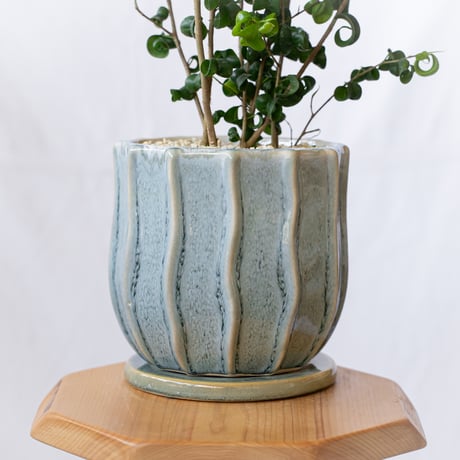 ベンジャミン バロック Ficus benjamina barok 観葉植物 インテリアグリーン 静岡 ANTIDOTE 通販 S1189