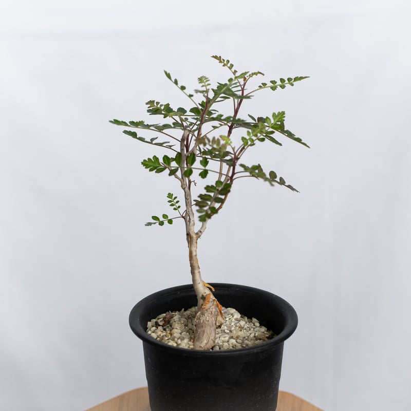 象の木 パキコルムス ディスカラー Pachycormus discolor コーデックス
