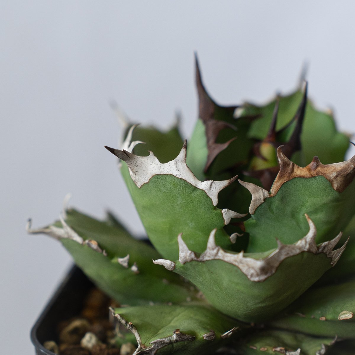 発根管理中】アガベ チタノタ 姫厳龍 Agave titanota 美株 多肉
