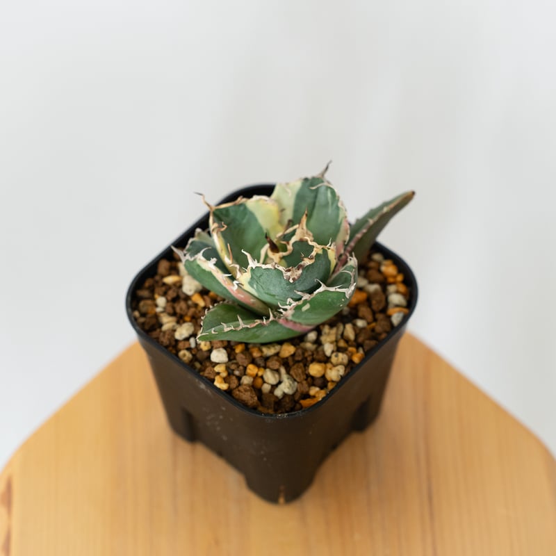 アガベ　チタノタ　白鯨　コレクション株 アガベ チタノタ 白鯨 白鯨錦 白覆輪【発根管理中】TC株 Agave