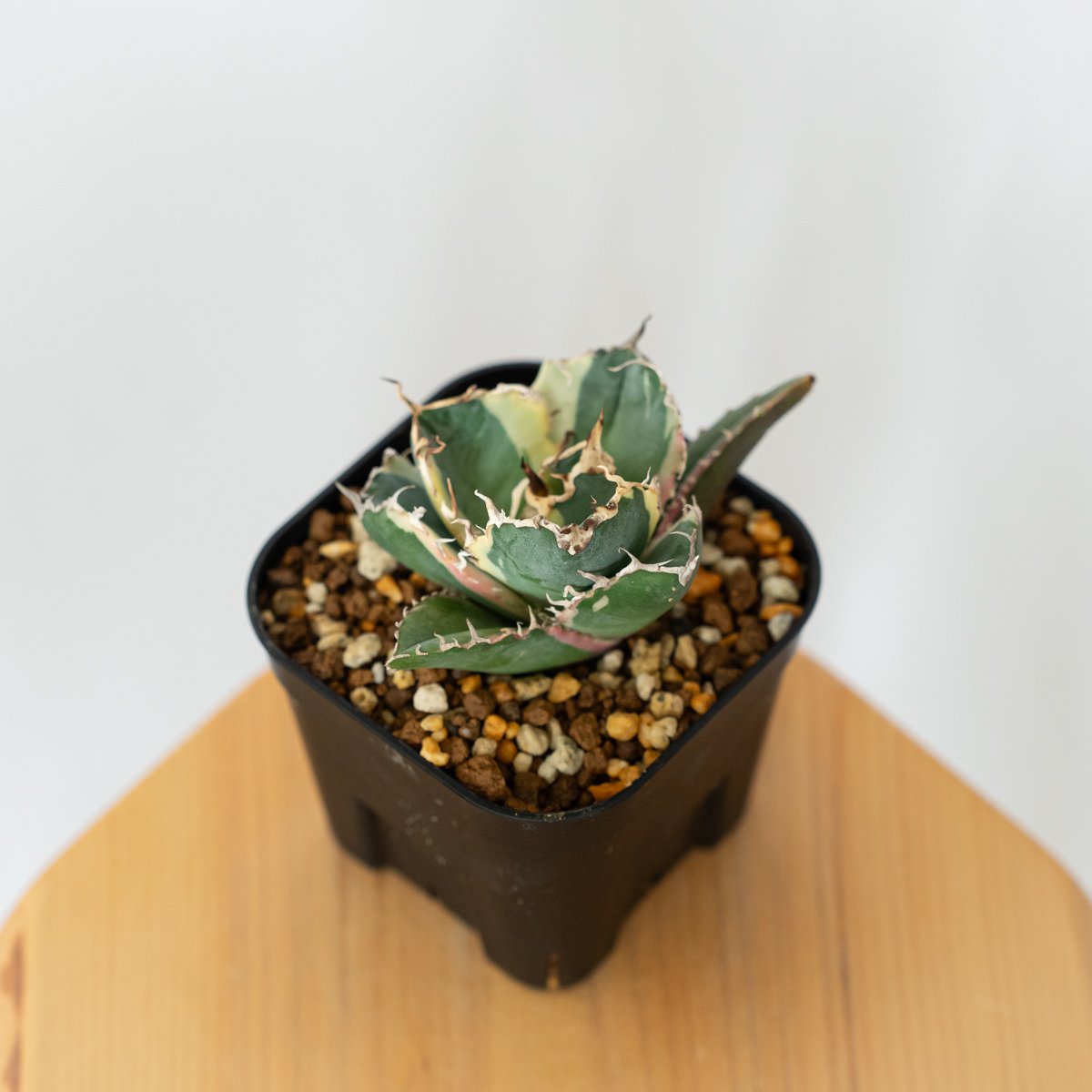 多肉植物アガベ チタノタ白鯨縞斑TC株 多肉植物アガベ チタノタ白鯨縞斑TC株 アガベ チタノタ 白鯨 白