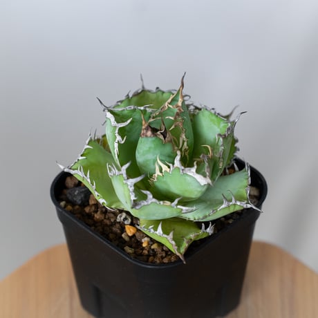 アガベ チタノタ フィリグリー OC株 agave titanota filigree 多肉植物 珍奇植物 静岡 ANTIDOTE 通販 S1062