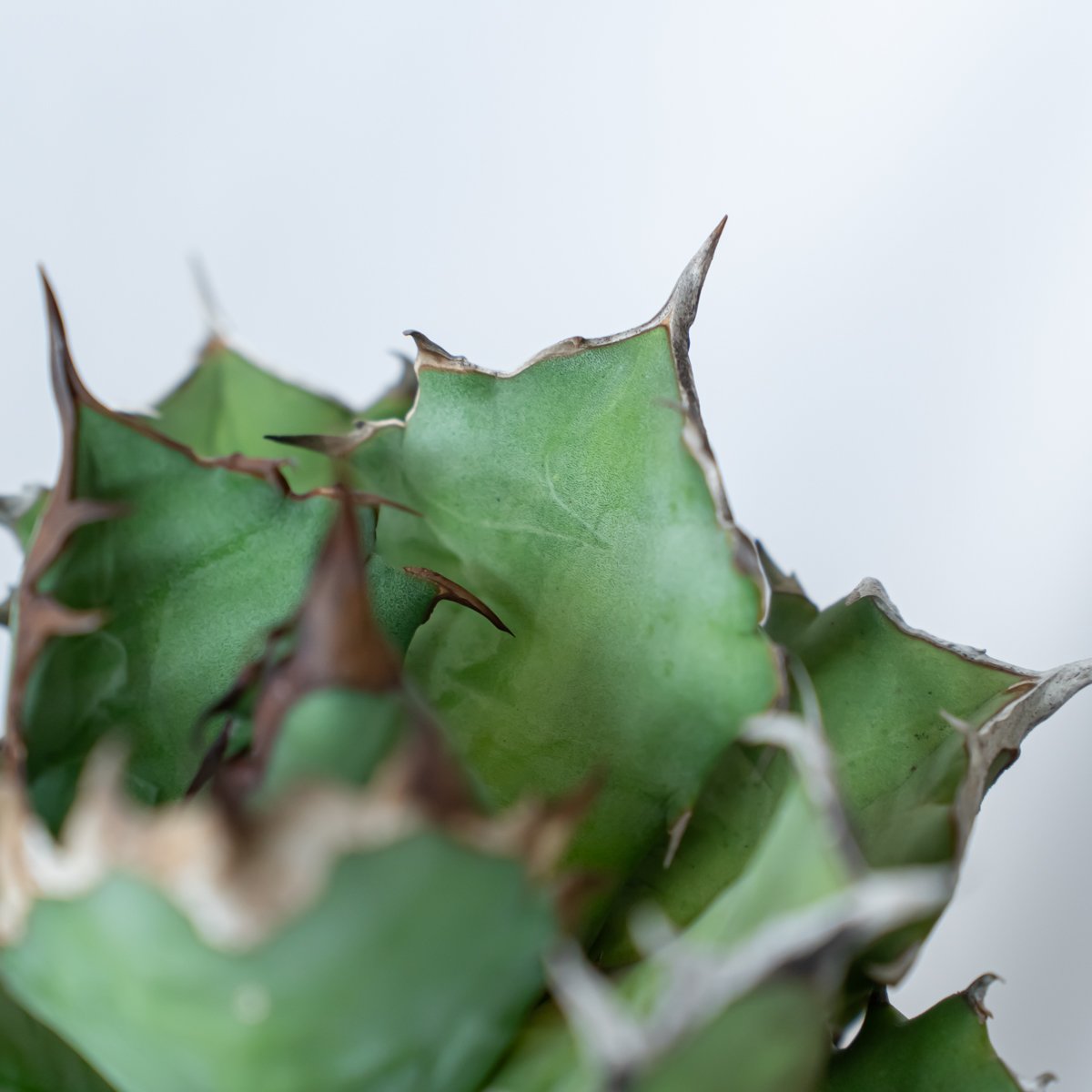 アガベ チタノタ 姫厳竜【発根管理中】OC株 美株 Agave titanota 多肉
