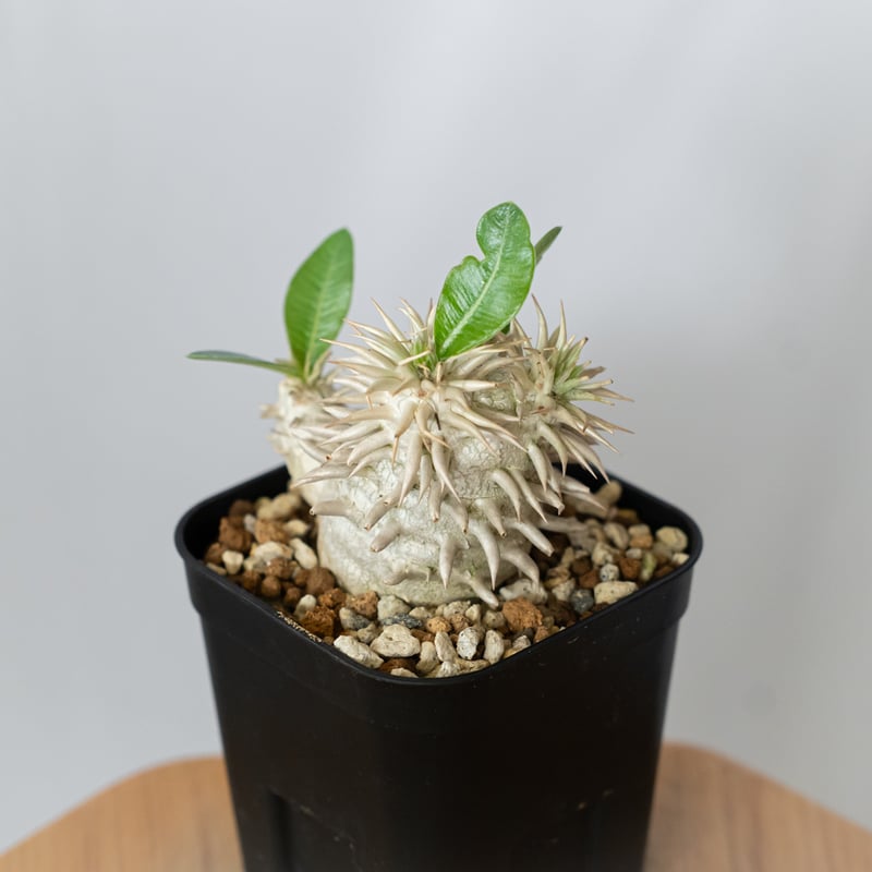 パキポディウム エブレネウム 実生 Pachypodium eburneum 塊根植物