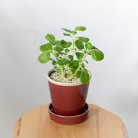 アロマティカス 鉢セット キューバンオレガノ Aromaticus 多肉植物  観葉植物 静岡 ANTIDOTE 通販S889