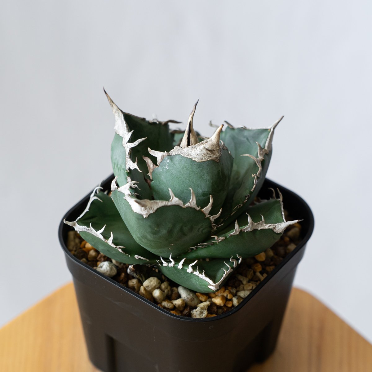 アガベ チタノタ 南アフリカダイヤモンド TC株 Agave titanota South A