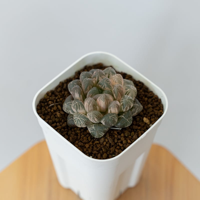 ハオルチア オブツーサ錦 舞姫錦 Haworthia obutusa 'Maihime