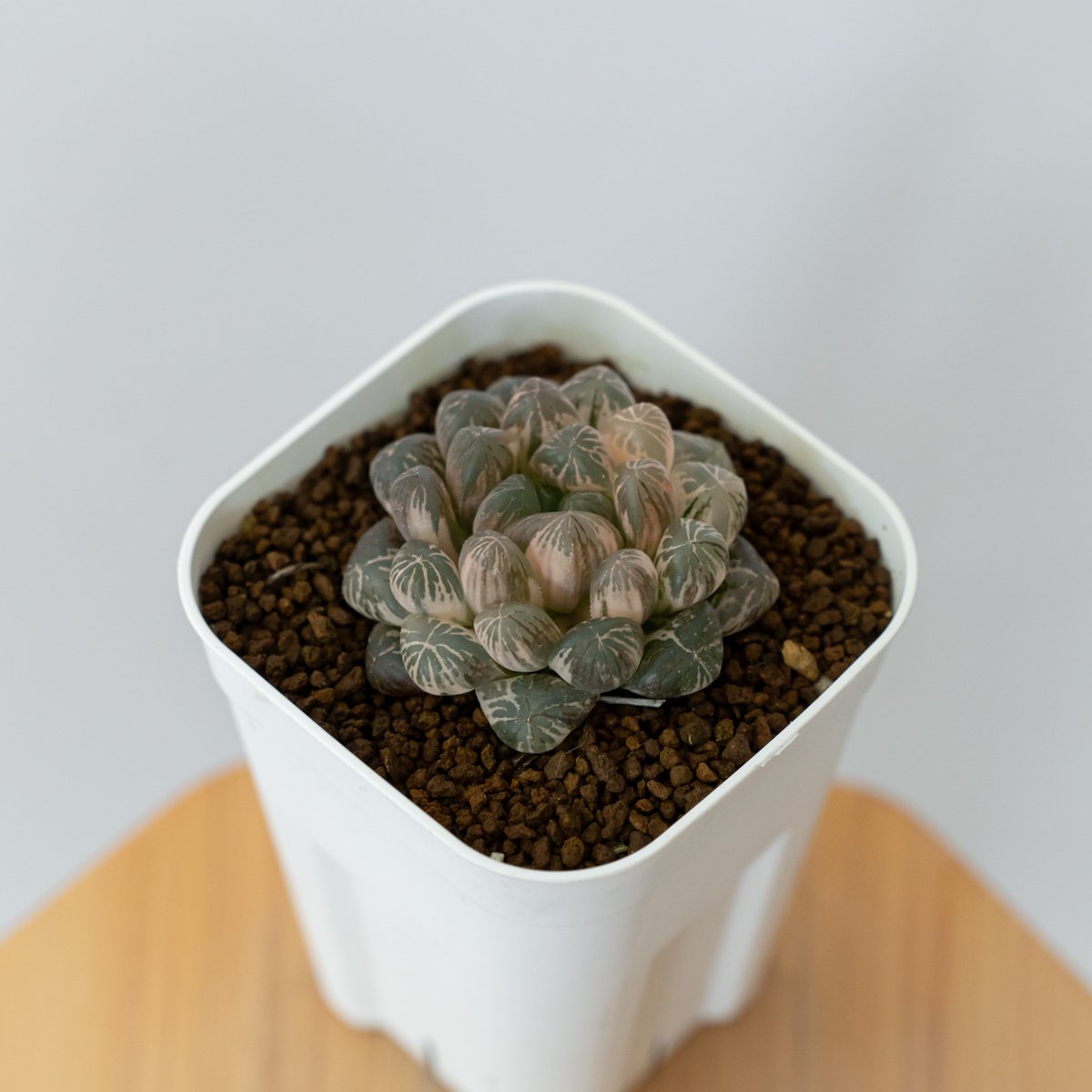 13c ハオルチア　多肉植物　姫オブツーサ錦　自家繁殖 Amazon｜多肉植物 ハオルチア オブツーサ錦 舞姫｜観葉植物