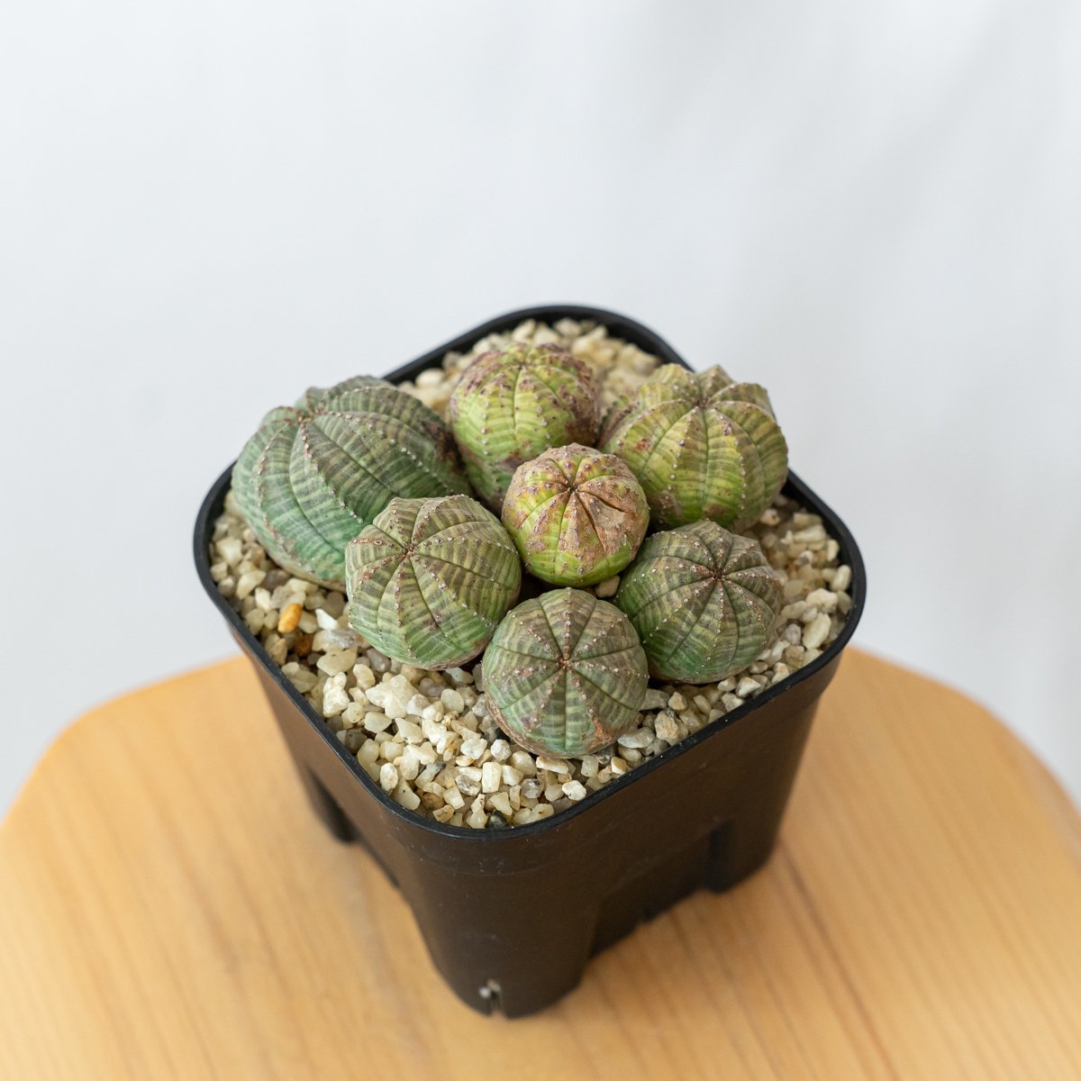 ユーフォルビアオベサ 国内実生 多肉植　コーデックス 塊根　40株 ユーフォルビア オベサ 群生株 実生 Euphorbia obesa 多肉植物 珍奇