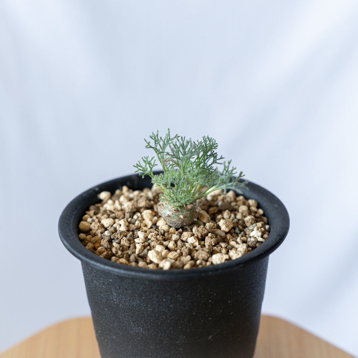 モンソニア ペニクリナム Monsonia peniculinum サルコカウロン